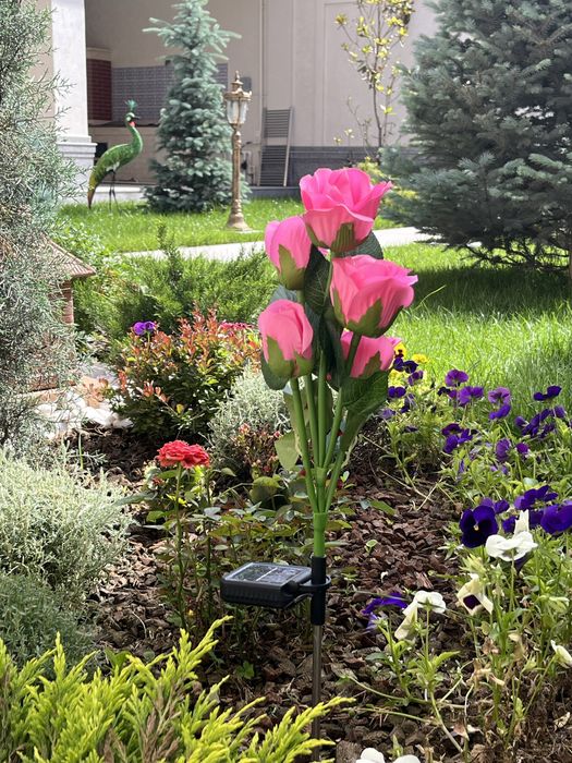 Роза на солнечных батареях