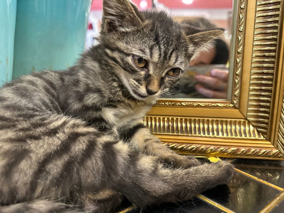 Отдам даром котенка