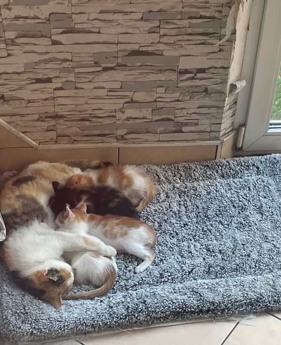 Подарявам малко коте