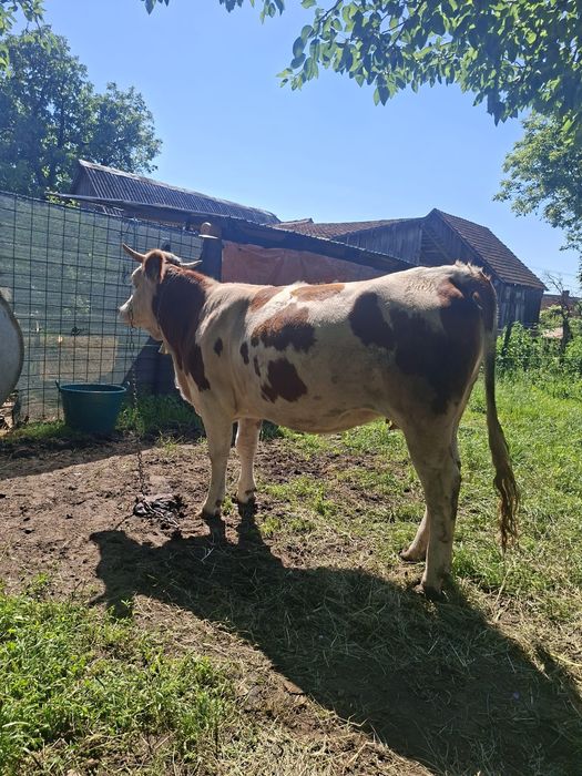 De  vânzare junincă bălțată românească