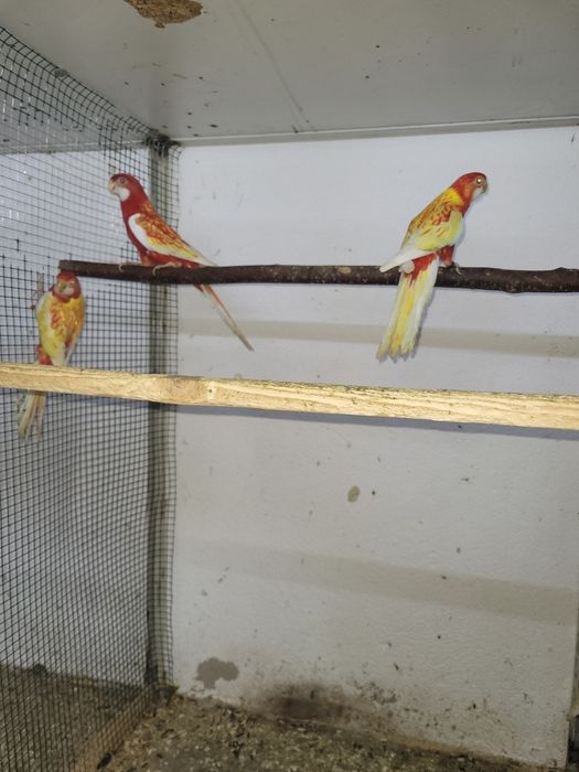 Vind, schimb Papagali rosella penant,peruși, călugări