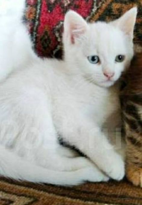 Продам малышку турецкую ангоры девочку