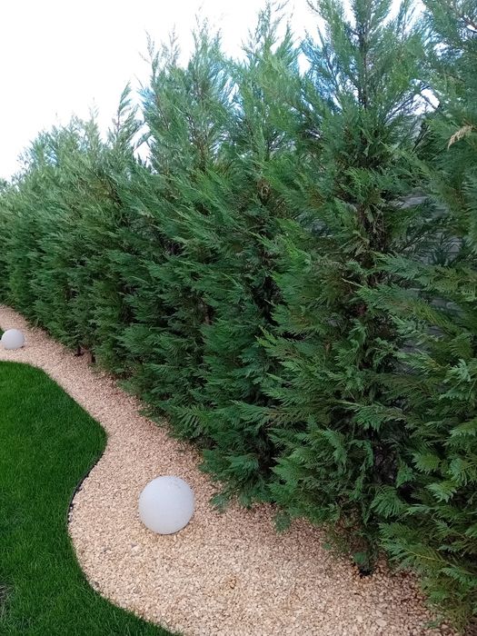 Gard viu din chiparos leylandii