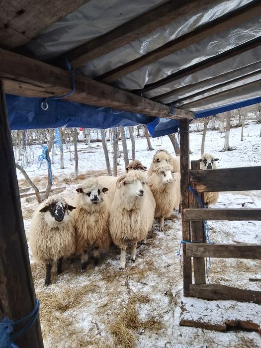 Vind 8 oi, 4 mame și 4 mioare de la ele