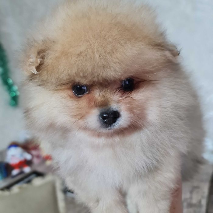 Померанский миник шпиц