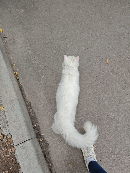 Отдам кота в добрые руки