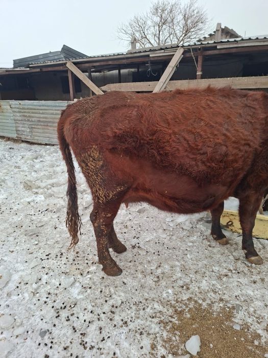 Продаю карову на открме