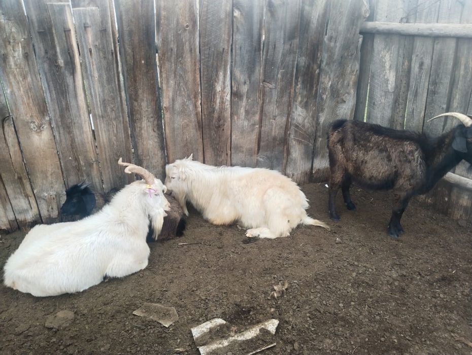 Продаются козы!!!