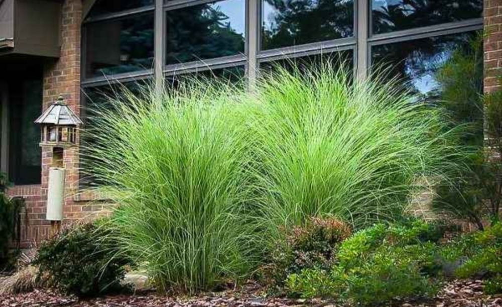 Plante mediteraneene ornamentale spații verzi, curte sau ghiveci - iarba elefantului stuf chinezesc