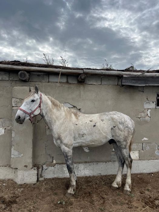 Көкпар айғыр,жеребец