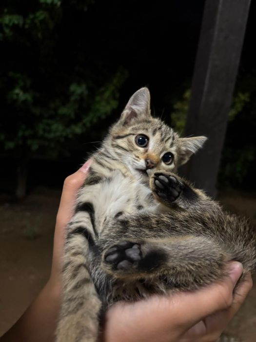 Үй мысықтары кошка