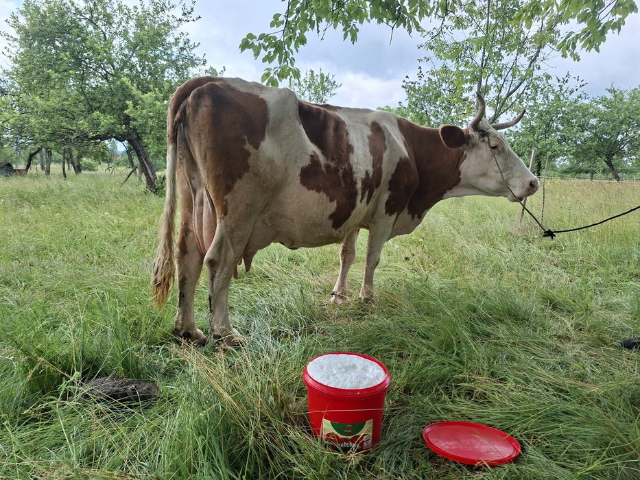 Vând vaca cu lapte