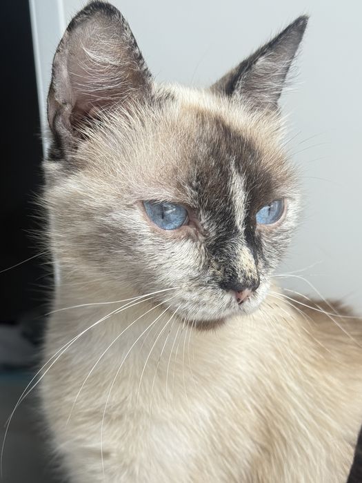 Отдадим кошку с котенком