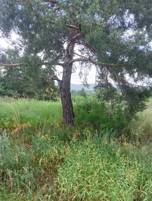 Продам участок на Бухтарме.