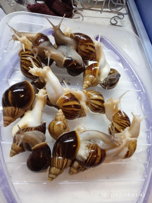 Улитки ахатины африканские