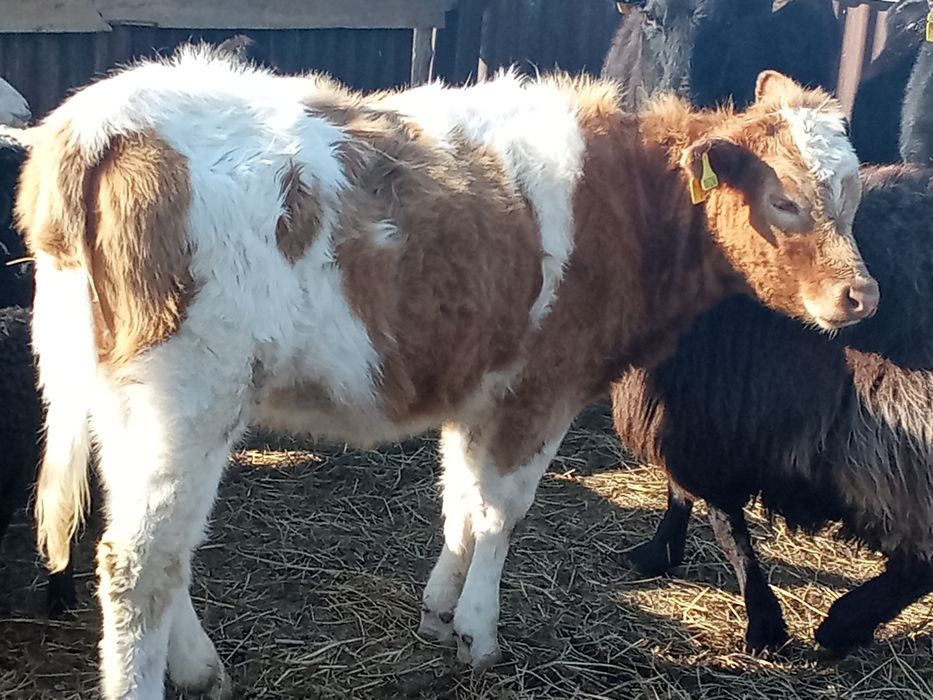 Продажа! Мрс тёлка