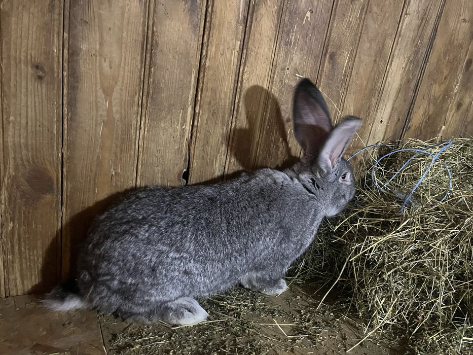 Pereche Urias German Chinchilla 6 luni