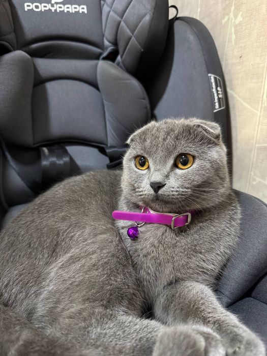 Scottish fold mushugi sotiladi
