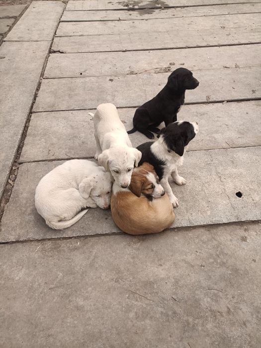 Щенки.  .дворняги.