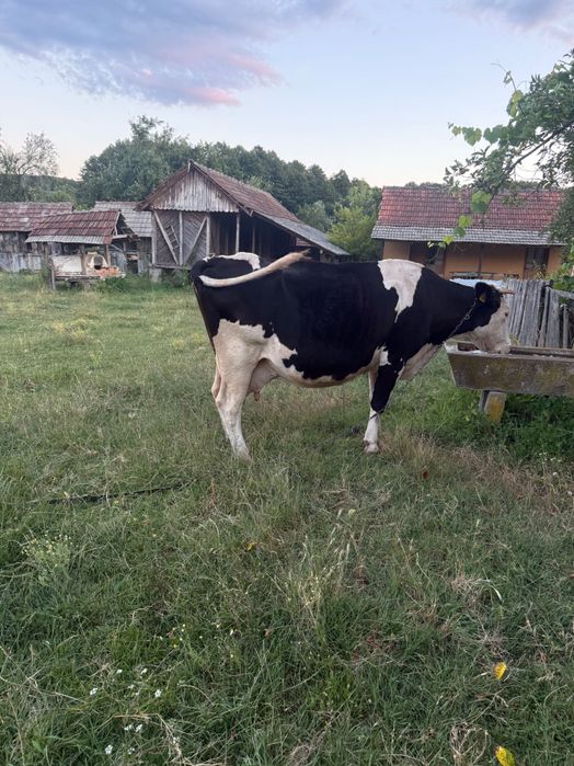 Vaca cu vițel de 6 luni