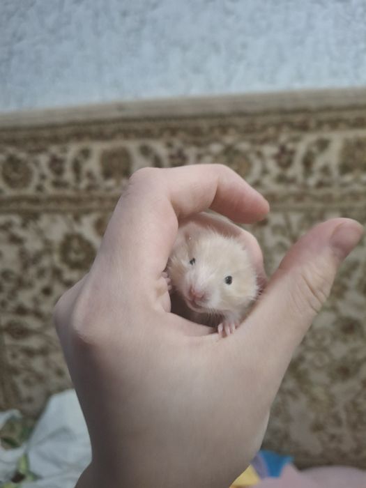 хомяк сирийский продам