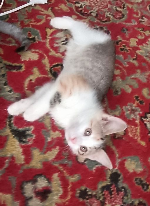Пристраиваются   котята