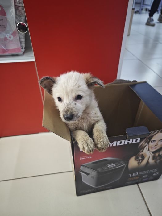 Отдается в добрые руки щенок