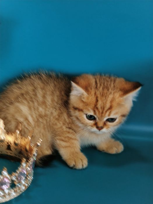 Котята Шиншиллы золотые