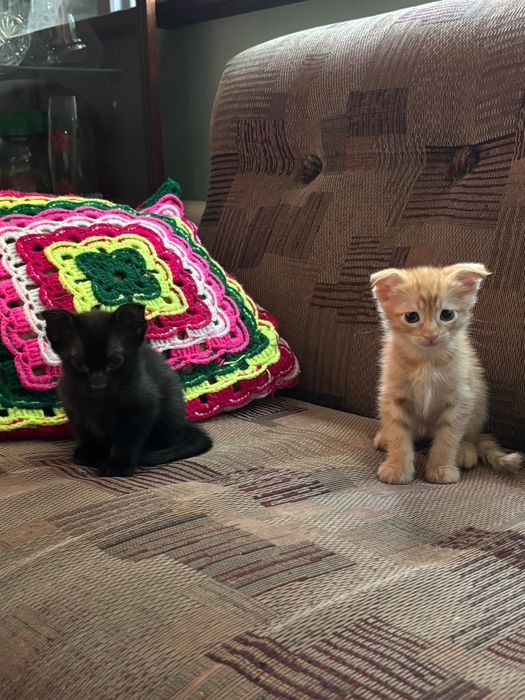 Котята шотландские