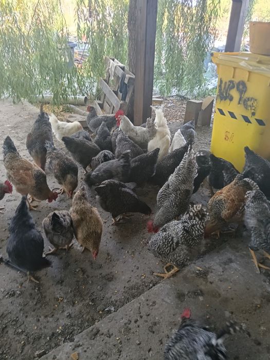Vând găini, puicuțe, cocoși, curcan