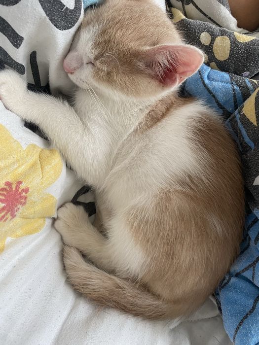 Котята девочки1111