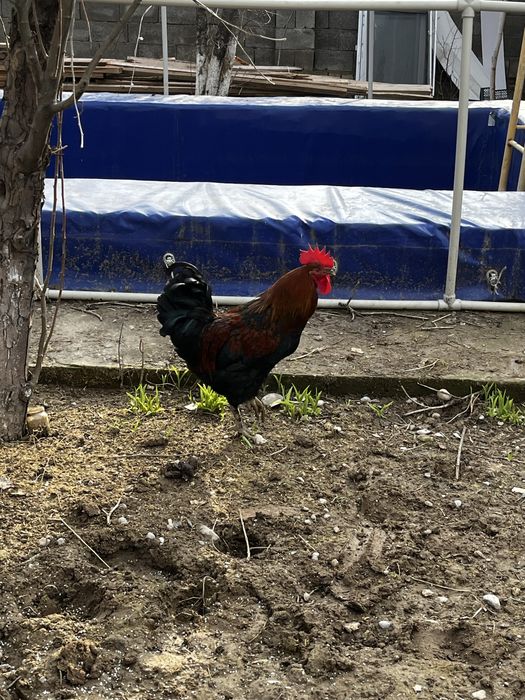 Қораз сатылады петух продам