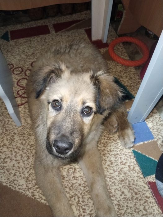 Щенок крупный в добрые руки.