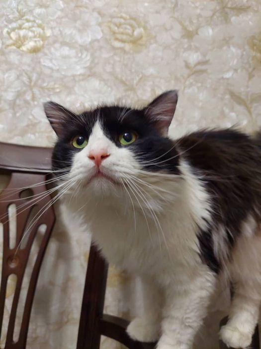 Пропал Кот помогите найти