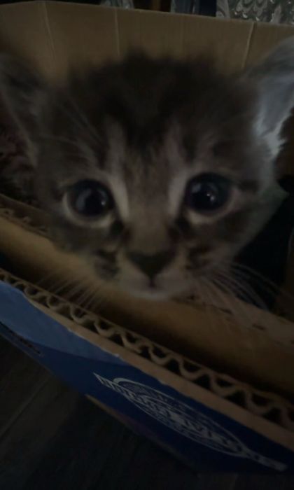 Котенок актиивный