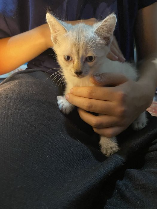 Отдаю котят,Бесплатно.В добрые руки.