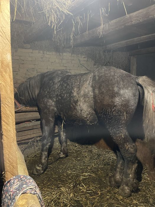 Schimb pecheron original de un an, nu ofer diferență nici transport