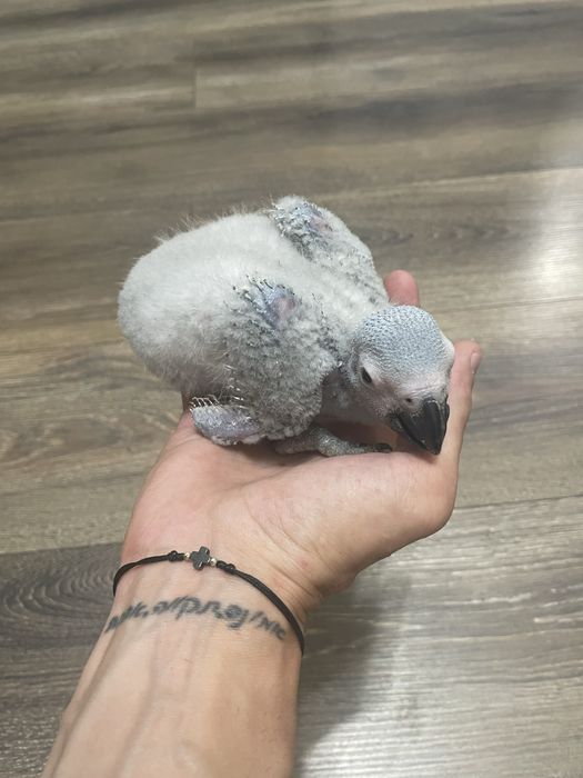 Ръчно хранен папагал Жако