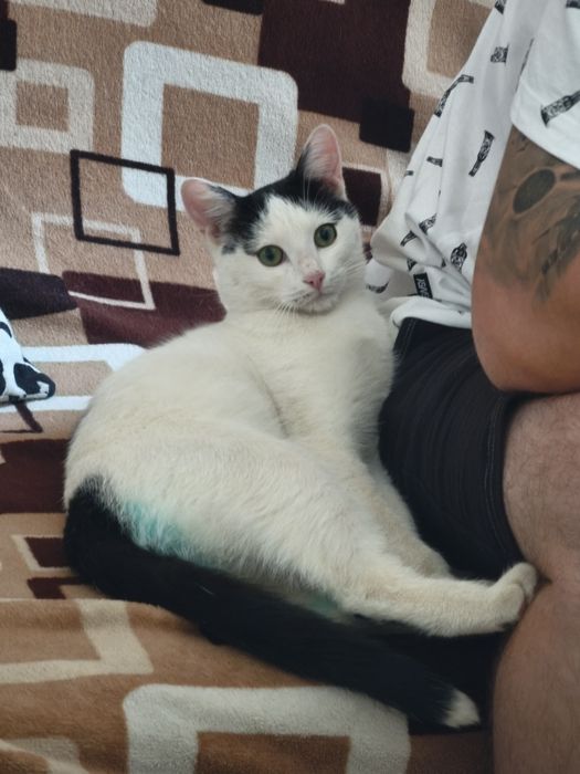 Кастрированный котик