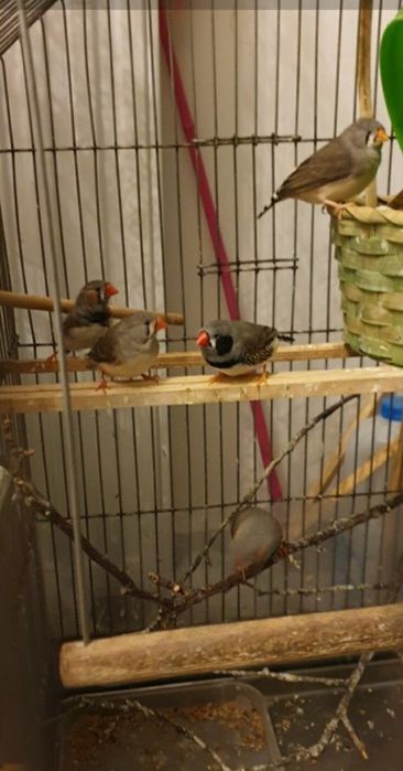 Zebre australiene tinere