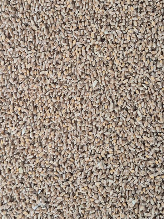 Vand grau , porumb , orz , mazare