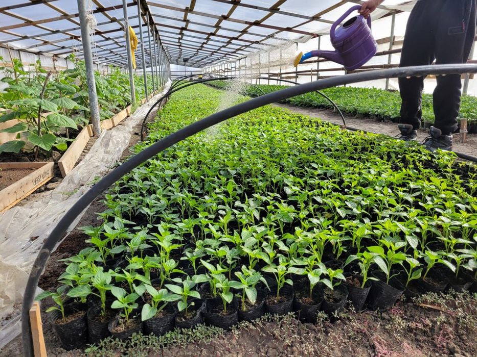 Перец памидор арбуз