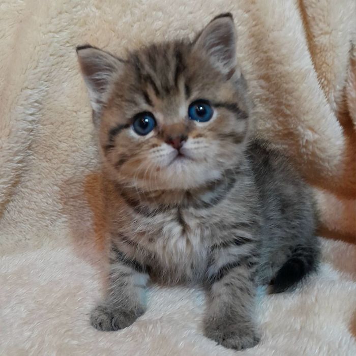 Скотиш страйт мальчик золотой табби