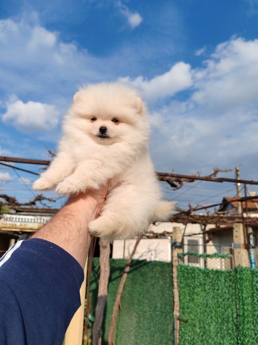 Померан мини мъжко на три месеца