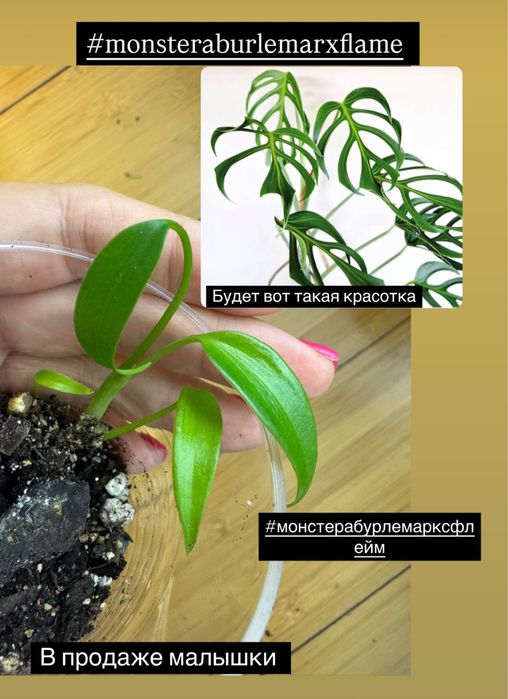 Монстера Бурле Макс Флейм