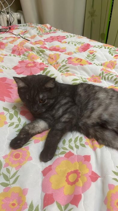 Отдадим даром кошечку!