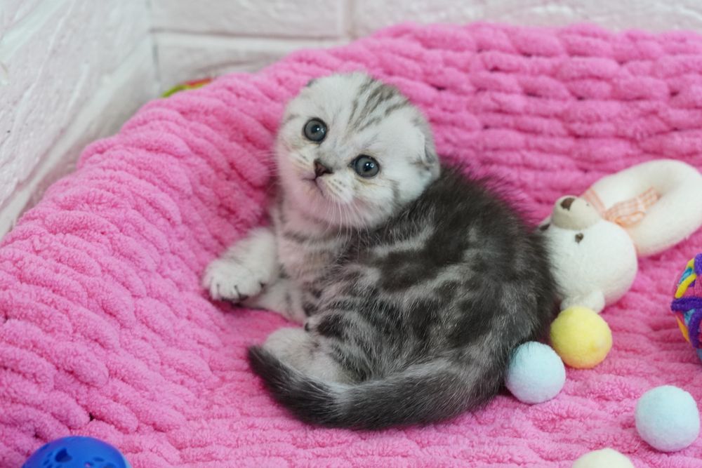 Шотландские котята