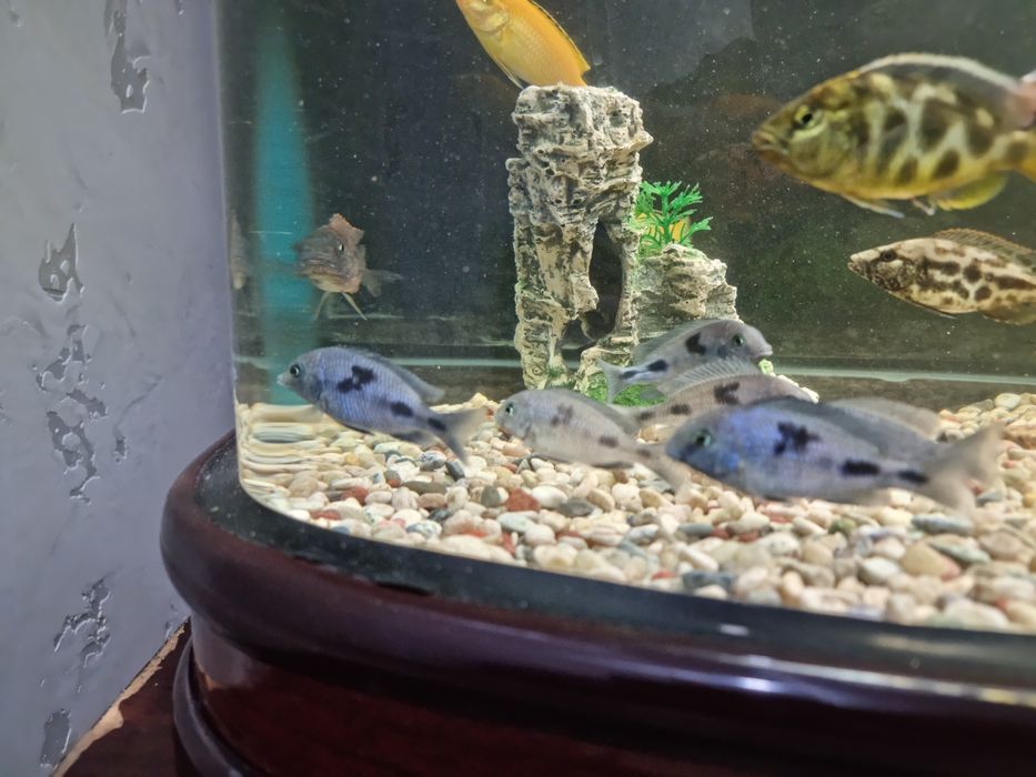 Продам рыбок не дорого