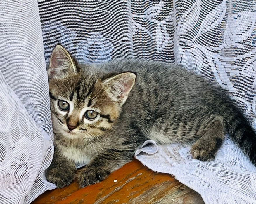 Отдам котят в добрые руки