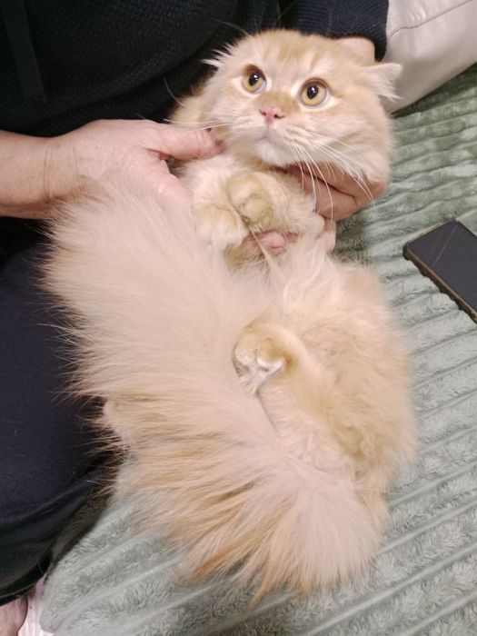Роскошный золотой шиншила кот 7 мес